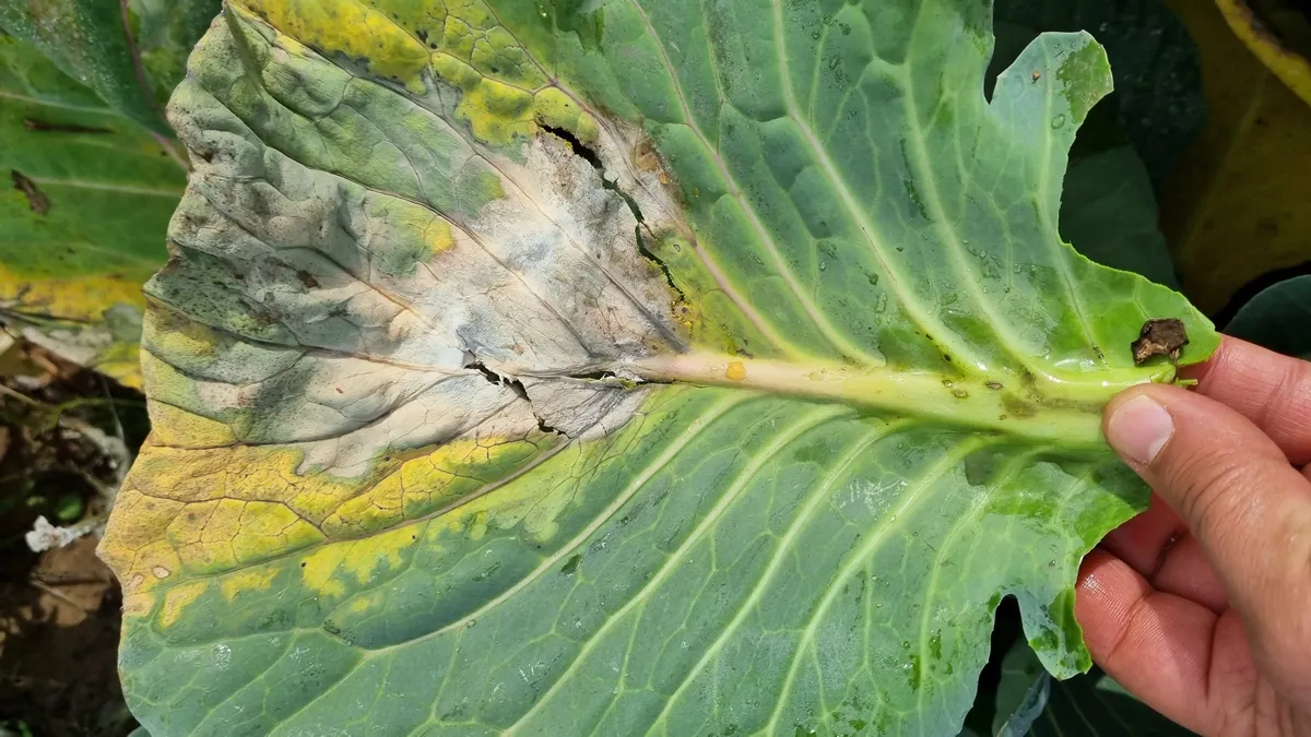 Cabbage plant having severe infestation of Sclerotinia sclerotiorum