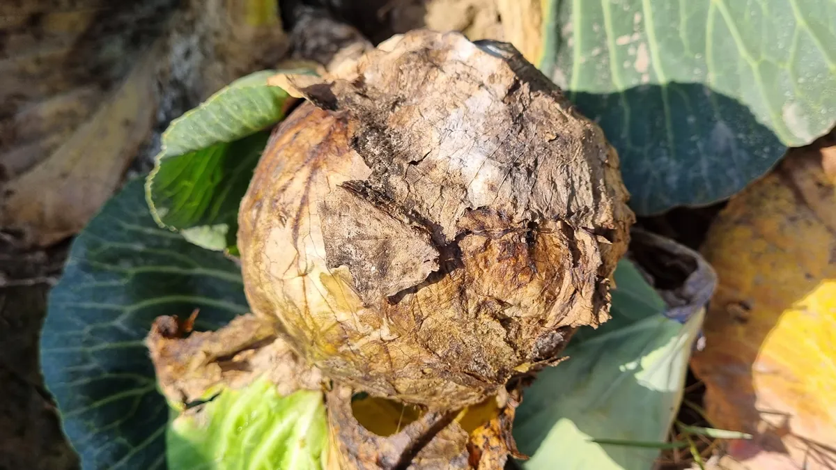 Sclerotinia sclerotiorum causing head rot of cabbage