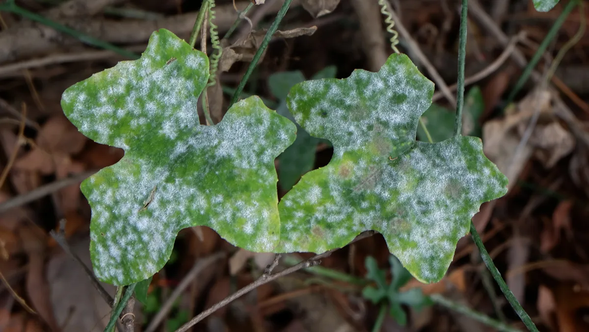 A downy mildew disease on cucumber's leaves.
