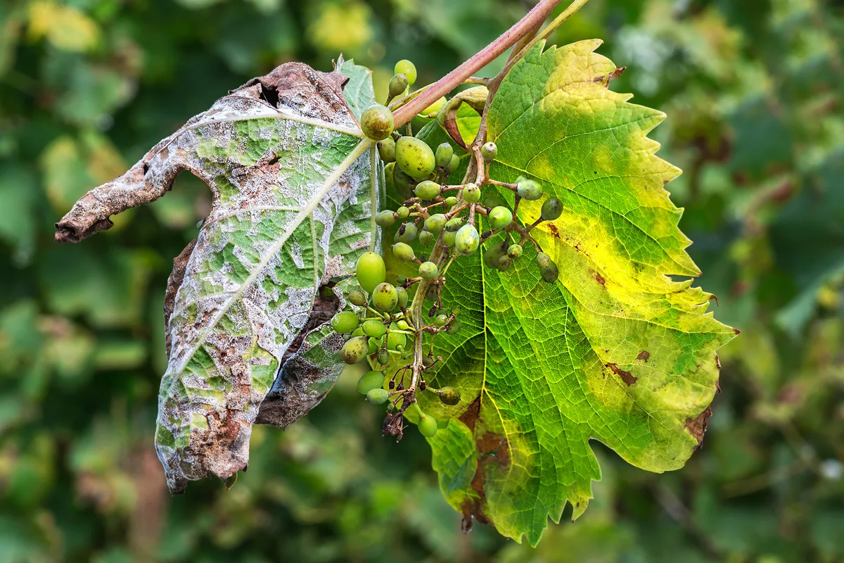 A dangerous disease of grape Mildew - downy mildew ( lat. Of plasmopara viticola ). Leaves and berries of grapes, due to the active reproduction of the fungus, covered with moldy bloom