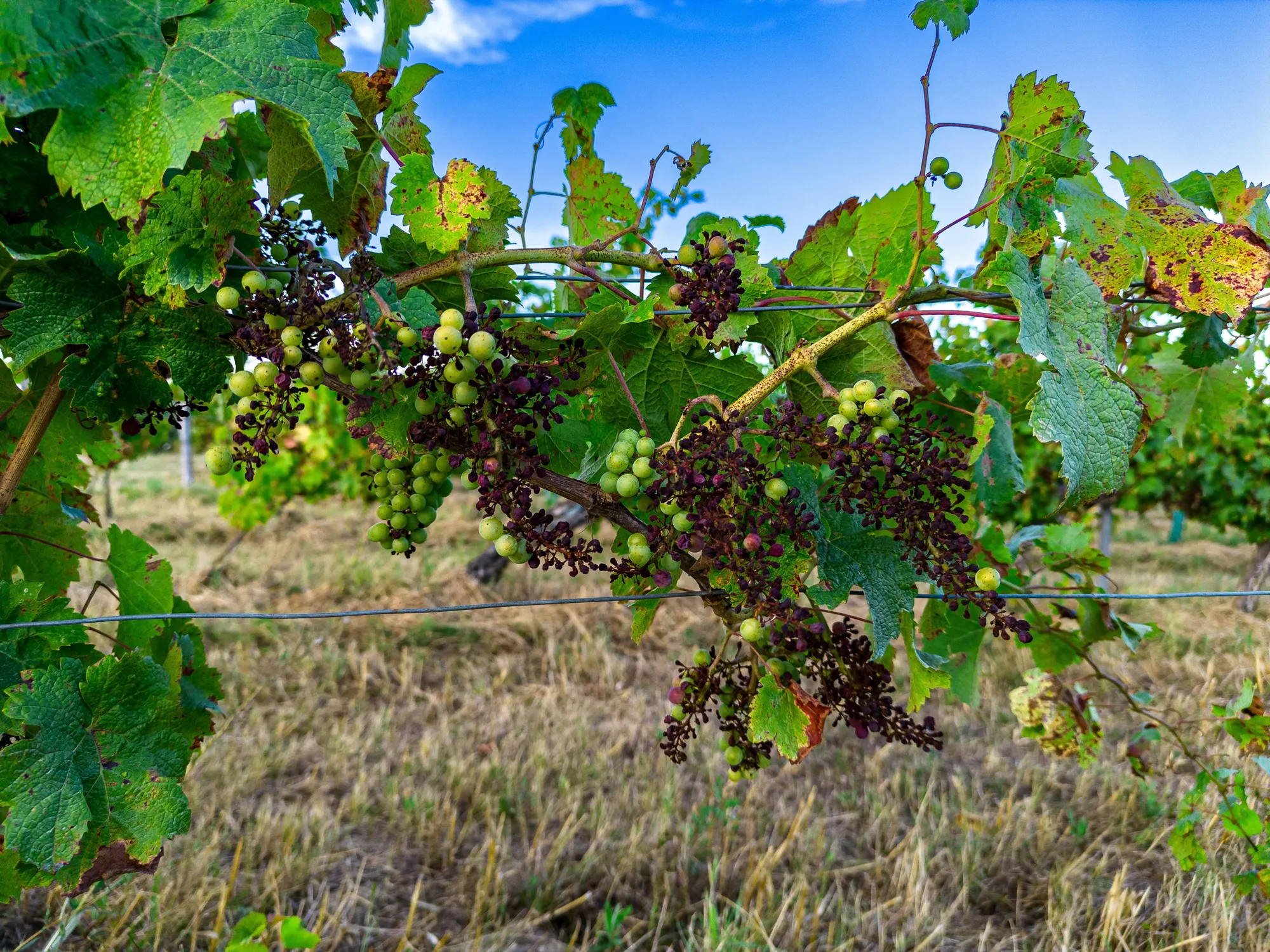 FRANCE, GIRONDE, TARGON, ATTACK OF DOWNY MILDEW ON AN OLD VINE IN THE SUMMER OF 2023