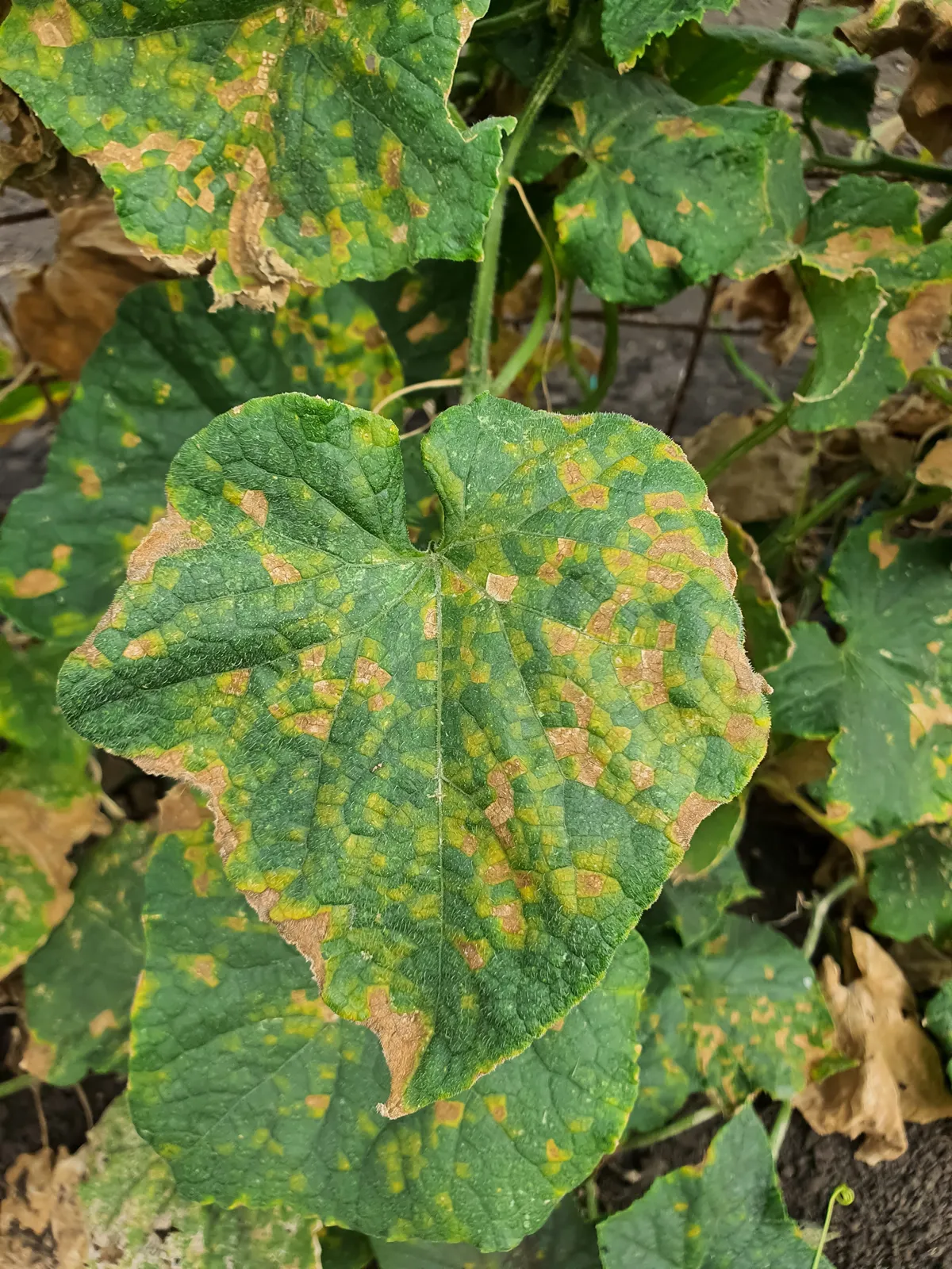 Cucumber leaves affected by downy mildew - Pseudoperonospora cubensis. Plant leaf disease. Cucumber disease.