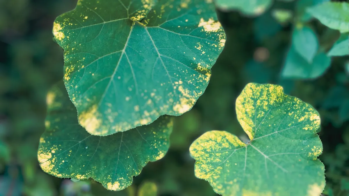 Downy mildew is a fungal disease that affects grapevines. It causes yellow spots on the upper leaf surface and a fuzzy, grayish growth on the lower leaf surface.