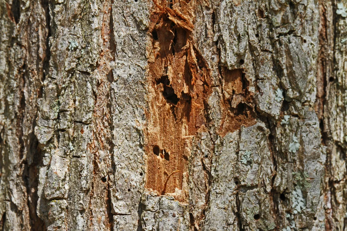 bark on an elm tree Latin ulmus or frondibus ulmi showing the start of dutch elm disease also called grafiosi del olmo with the beetle having bored into the trunk of the dying tree in Italy