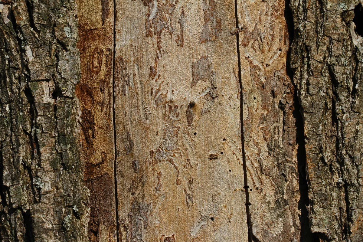 trunk of an elm tree Latin ulmus or frondibus ulmi showing the effect of Dutch elm disease also called grafiosi del olmo and the pattern the beetle has made by boring into the trunk of the dying tree