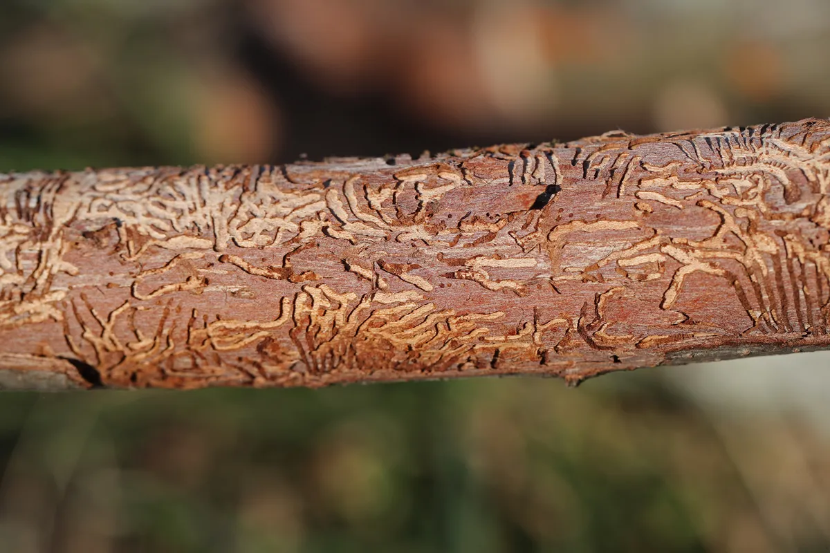 branch of an elm tree Latin ulmus or frondibus ulmi showing the effect of Dutch elm disease also called grafiosi del olmo and the pattern the beetle has made by boring into the trunk of the dying tree