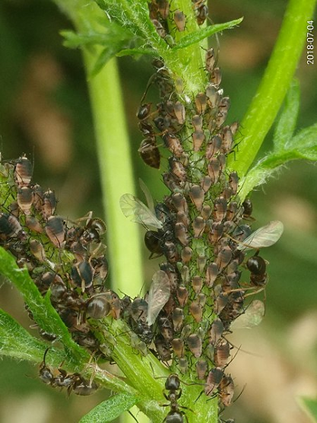 The Pink Tansy aphid feeding on a stem