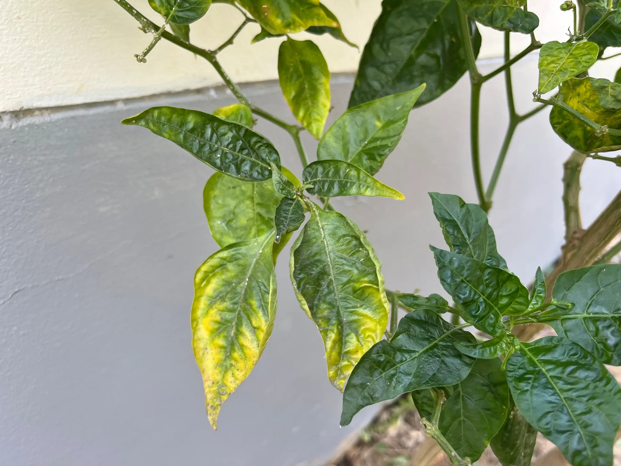 Botryosphaeria canker causes dieback and cankers on chili plant branches.