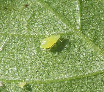 The Yellow Birch aphid feeding on a stem