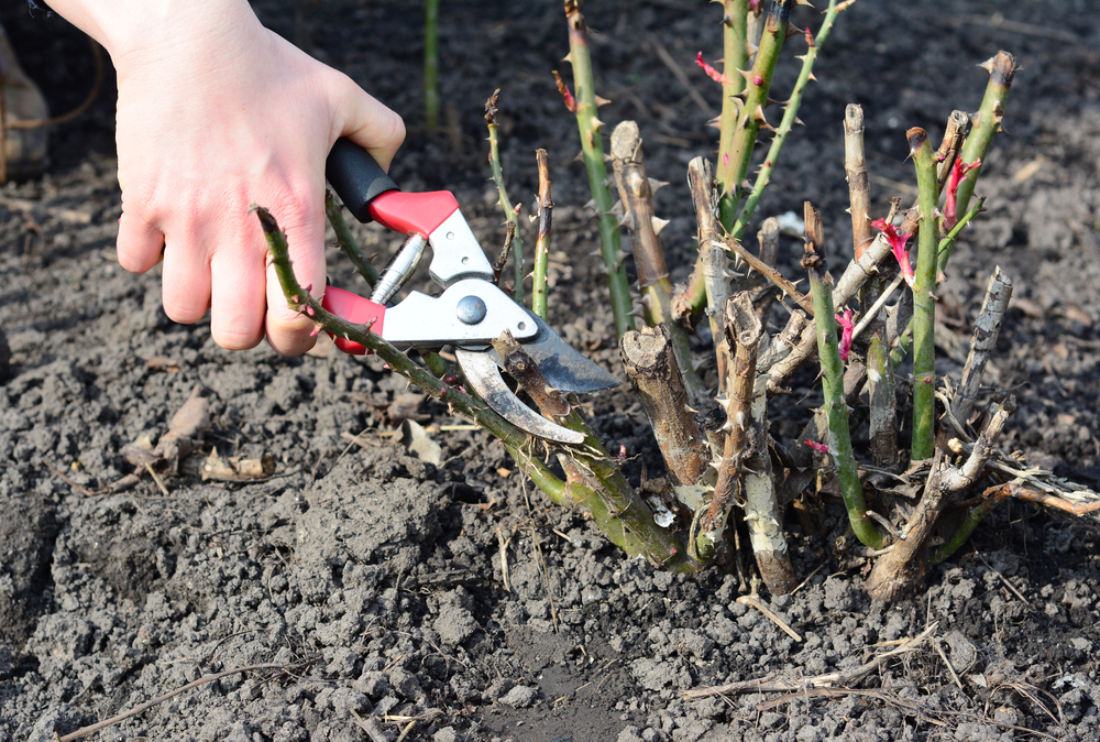 Pruning rose bush and cutting dead wood with bypass shears to prevent disease in early spring.