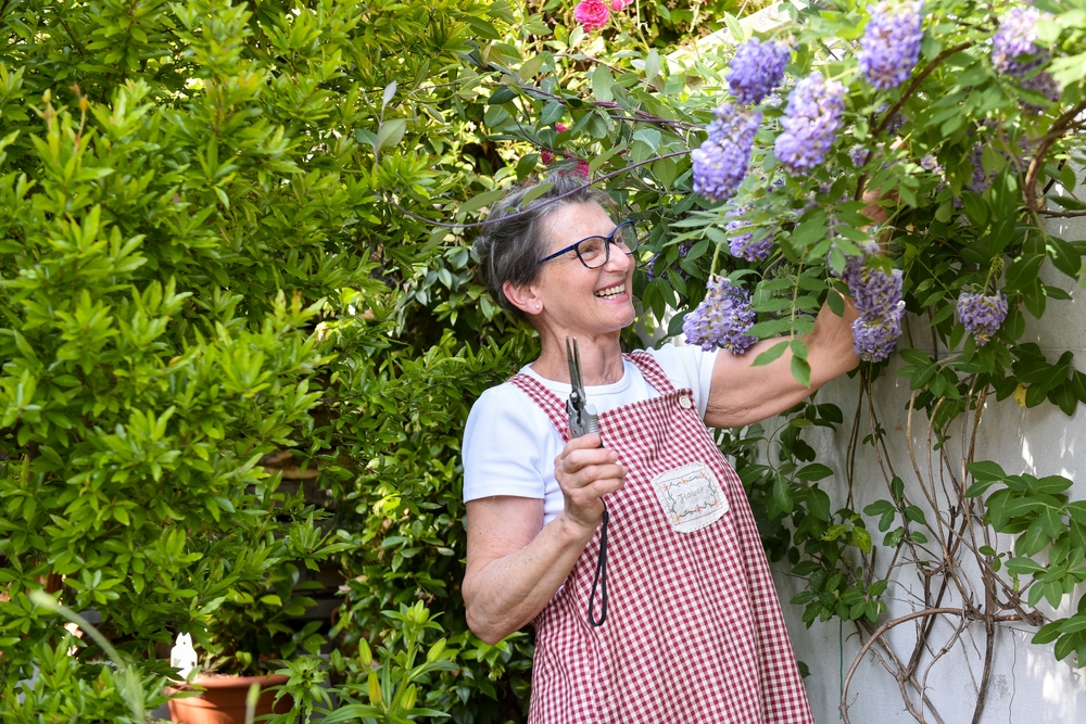 60-year-old woman in her home garden pruning wisteria