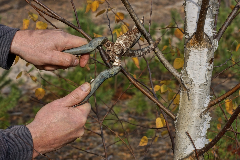 hands hold an old rusty pruner cutting a branch on a birch tree in nature
