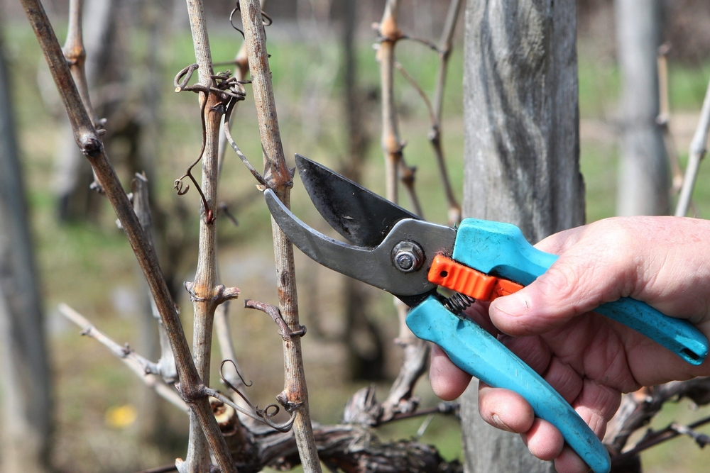 Grape pruning - Cutting Branches at spring