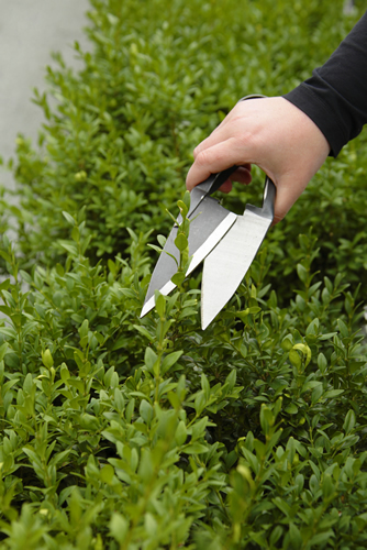 clipping a buxus hedge