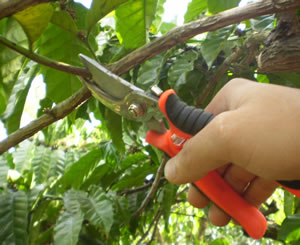 cutting a branch with a pair of secateurs
