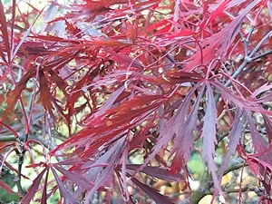 Acer Palmatumn crimson queen autumn leaf