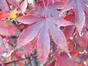 Acer Palmatumn Fireglow leaf