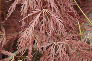 Acer Palmatumn inaba-shidare-leaf