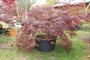 Acer Palmatumn inaba-shidare-tree