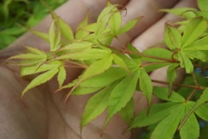 Acer Palmatumn Katsura Leaf