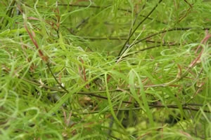 Acer Palmatumn koto no ito leaf cluster