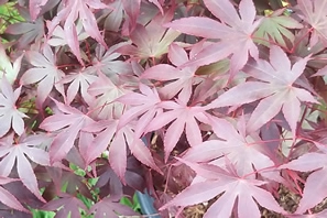 Acer Palmatumn fireglow leaf cluster