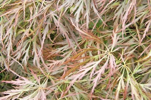 Acer Palmatumn Rubifolium leaves