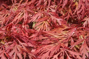 Acer Palmatumn Orangeola Leaf Cluster