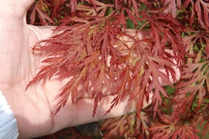 Acer Palmatumn Orangeola Leaf