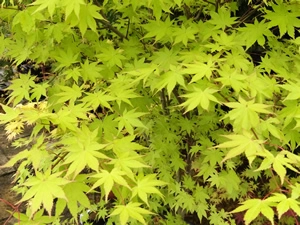 summer gold cluster leaves