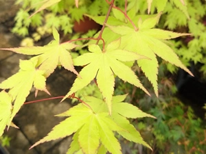 Acer Palmatumn summer gold leaves