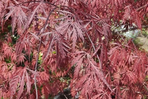 Acer Palmatumn tamukeyama leaf cluster
