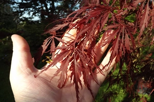 Acer Palmatumn tamukeyama leaf