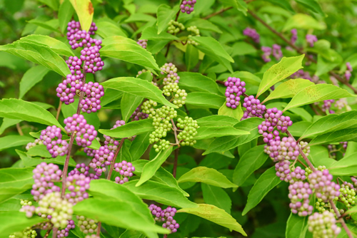 Beautyberry tree or American beautyberry (Callicarpa americana) transition of unripe green to ripe purple or Beautyberry Shrub with Purple berries

