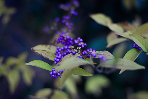 Shrub Callicarpa (Lamiaceae) with purple berries in winter