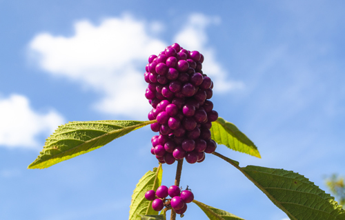 Beautyberry, American Beautyberry
