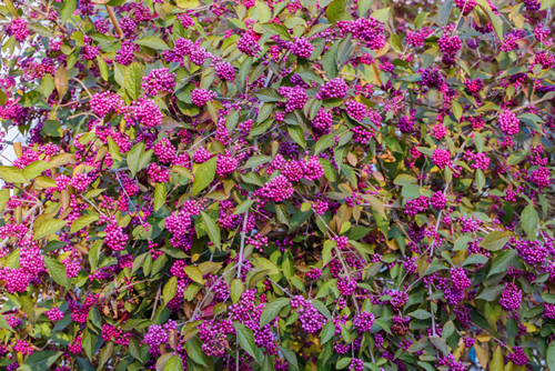 Callicarpa bodinieri ( beautyberry Lamiaceae or Bodinier's beauty berry, American beautyberry, Callicarpa americana) ) purple berries in the fall with green leaves
