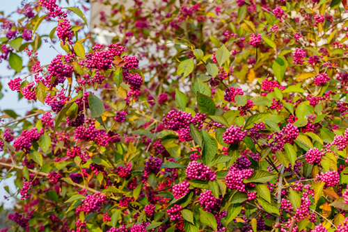 Callicarpa bodinieri ( beautyberry Lamiaceae or Bodinier's beauty berry, American beautyberry, Callicarpa americana) ) purple berries in the fall with green leaves
