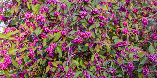 Callicarpa bodinieri ( beautyberry Lamiaceae or Bodinier's beautyberry, American beautyberry, Callicarpa americana) ) purple berries in the fall with green leaves background
