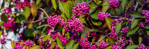Callicarpa bodinieri ( beautyberry Lamiaceae or Bodinier's beautyberry, American beautyberry, Callicarpa americana) ) purple berries in the fall with green leaves background,