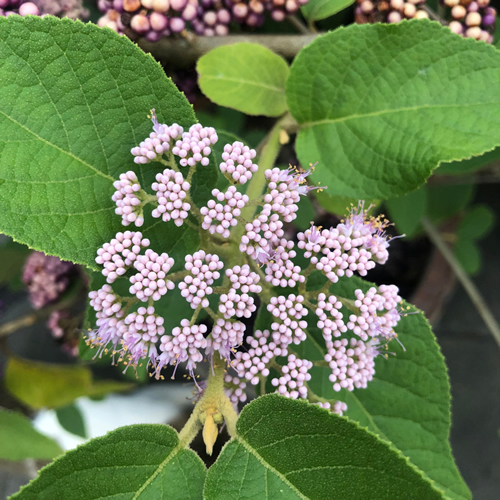 Callicarpa Formosana or Beautyberry. The drupes are similar to tiny clusters of berries. Flowers with interesting shape. Taken at Bangkok, Thailand during rainy season.
