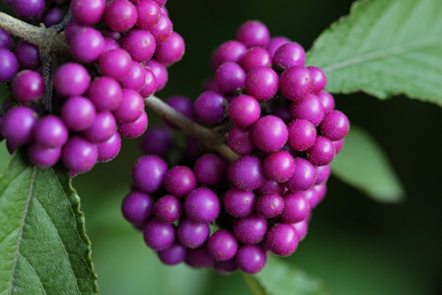 Callicarpa japonica or Japanese beautyberry branch with leaves and large clusters purple berries, closeup