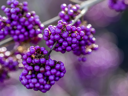 Close up of Callicarpa bodinieri Profusion berries in autumn
