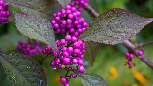 Callicarpa japonica or Japanese beautyberry branch with leaves and large clusters purple berries with drops of rain close up.