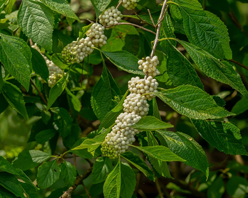 White beautyberry, Callicarpa americana var. alba, fruits and leaves on arching branches. Photographed in the fall in Tennessee. The berries are a food source for many songbirds and small mammals.