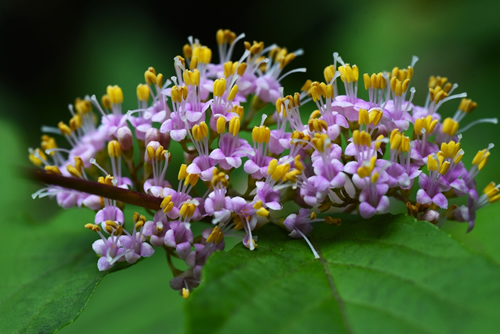 Japanese beautyberry (Callicarpa japonica) flowers. Lamiaceae deciduous shrub. Pale purple flowers bloom in cymes from June to July. Berries ripen to purple in autumn.