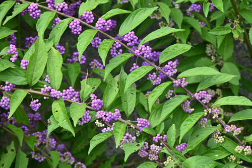Purple beautyberry ( Callicarpa dichotoma ). It blooms around June and produces beautiful pale purple berries around September. Lamiaceae deciduous shrub.