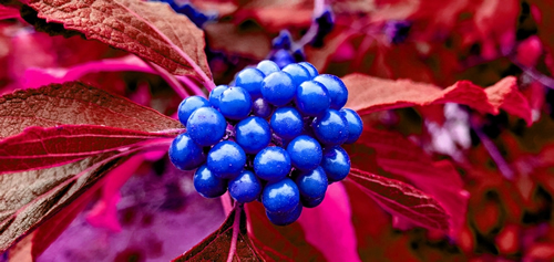 Blu-red blue of American beautyberry. Florida, November 15, 2023
