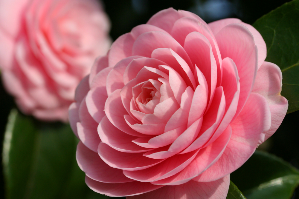 How and When to Prune Camellia Shrub