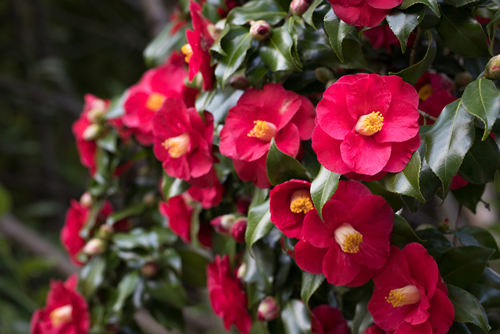 Close-up of red flower of camellia japonica growing in green leaves.